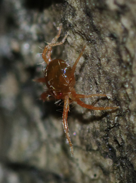 Anystidae
